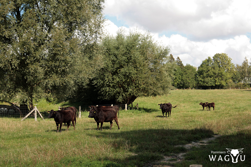 WAGYU Herde